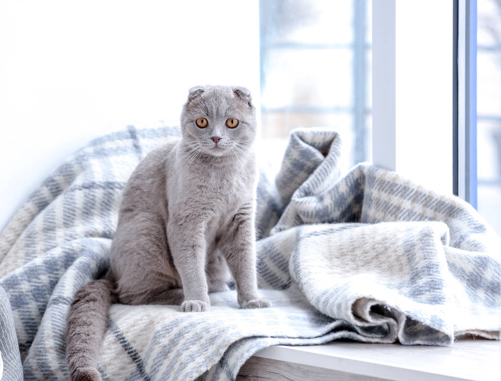 猫坐在窗台上图片