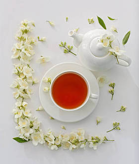 茶用茉莉花图片
