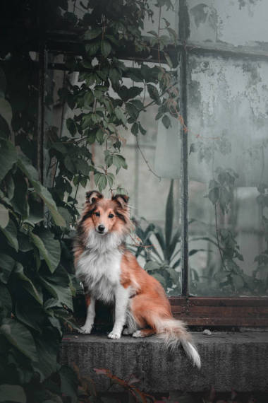 紅牧羊狗在外面