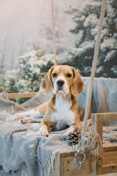 坐在圣誕樹旁的美麗 beagle 犬