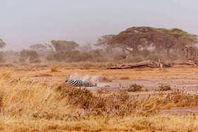 斑马躺在背上提起的沙漠