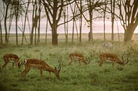 群的羚羊吃草图片