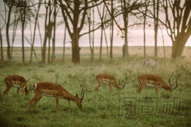 群的羚羊吃草圖片