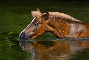 在池塘里喝酸模高地小馬