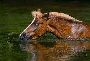 在池塘里喝酸模高地小馬