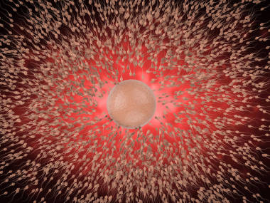 精子與卵子圖片