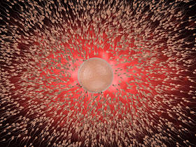 精子与卵子图片