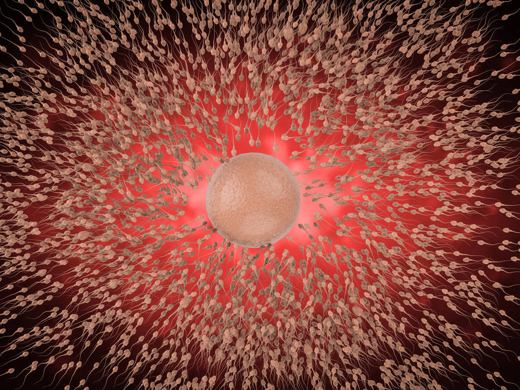 精子与卵子图片 精子与卵子图片