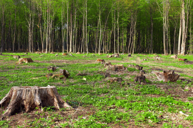 美丽的原始森林地区的森林砍伐