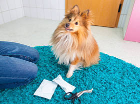 人类绷带在浴室的设得兰群岛牧羊犬