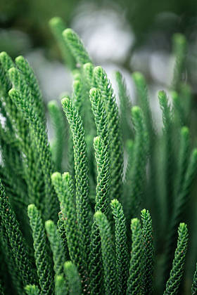 绿色的叶子纹理与模糊散景背景