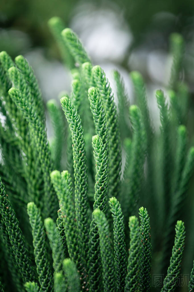 綠色的葉子紋理與模糊散景背景