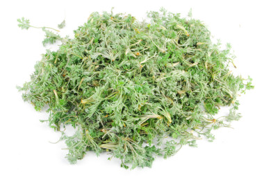 草 artimisiae sieversianae