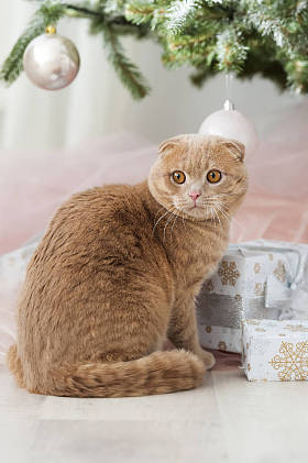 猫用圣诞树和礼