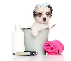 中国冠毛犬后洗个澡图片