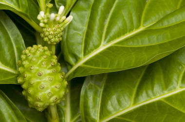 諾尼， 莫林達(dá)西特里福利亞， 草藥