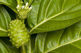 诺尼， 莫林达西特里福利亚， 草药