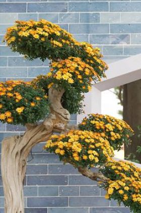 用黄色的菊花鲜花盆景树