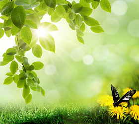 草的背景。散景。美丽图片