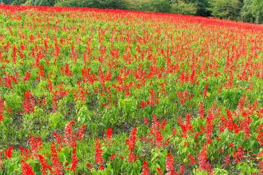紅丹參花田照片