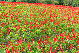 红丹参花田照片