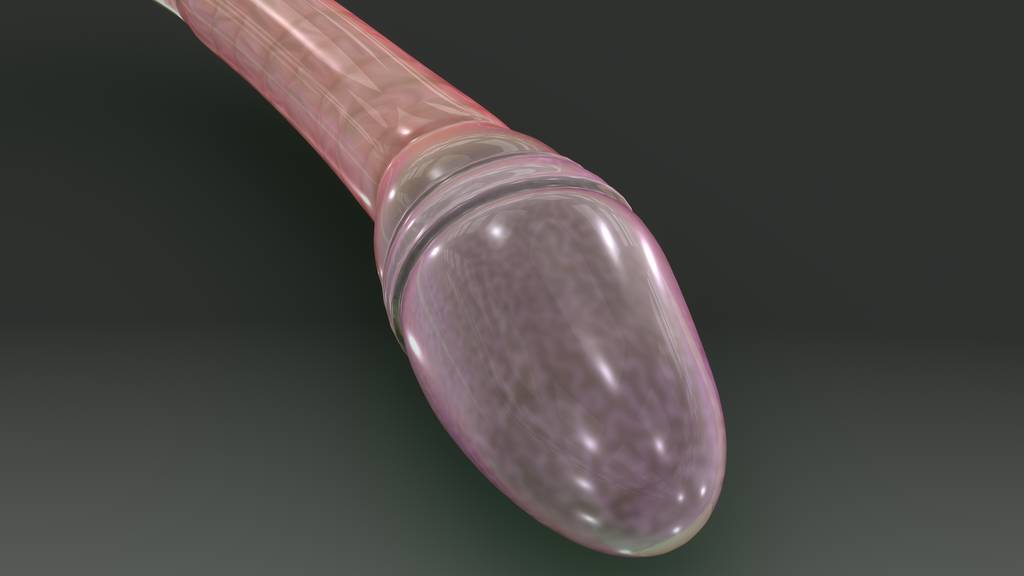 3d 的精子图