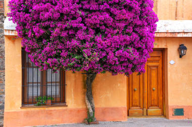 九重葛樹生長所房子在歷史季度 C