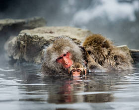 日本猕猴在温泉水中.图片