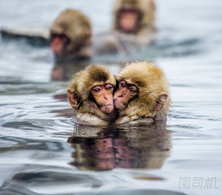 日本獼猴在溫泉水中
