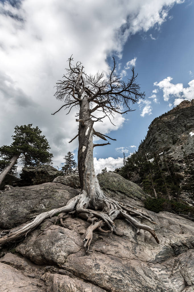 落基山上的树图片 落基山上的树图片