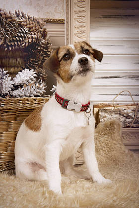 小狗杰克罗素梗在圣诞节内政图片