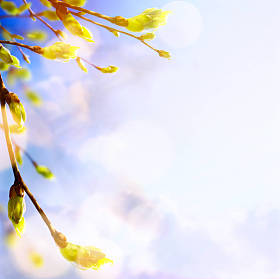 春天树的嫩芽和嫩叶;春天的背景图片