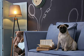 可爱的小狗在沙发上