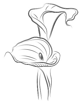 矢量花卉马蹄莲双照片