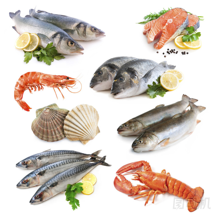 魚集合圖片