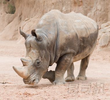 在野生犀牛圖片