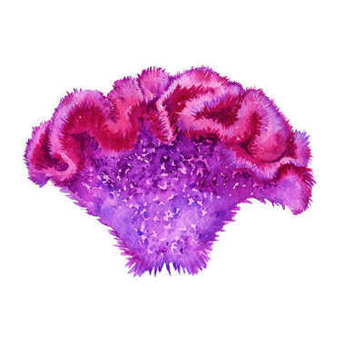 花雞冠花。孤立在白色背景上。水彩插圖
