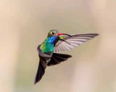 廣泛的發(fā)單的蜂鳥.圖片