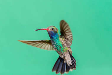 广泛的发单的蜂鸟