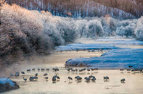 组的日本起重机在河上图片
