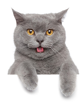 英国短毛猫的肖像照片
