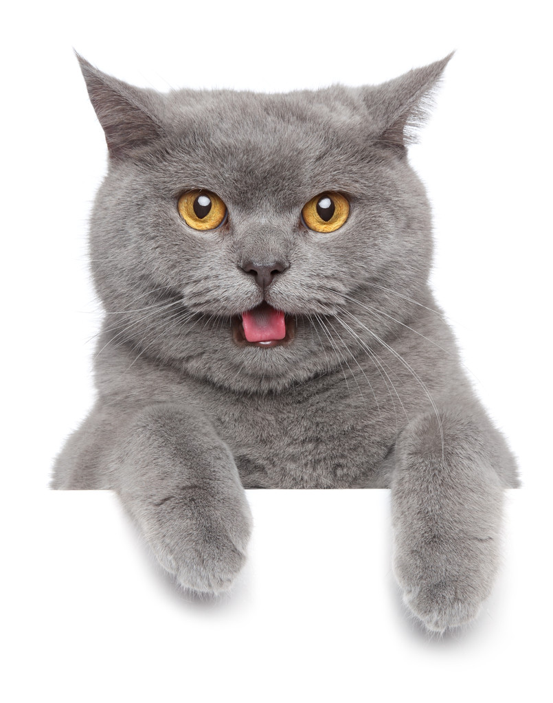 英国短毛猫的肖像照片