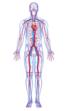 充分的身体循环系统与突出显示的心