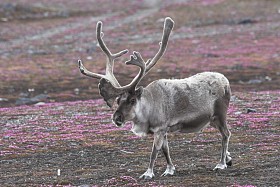 野生驯鹿苔原上图片