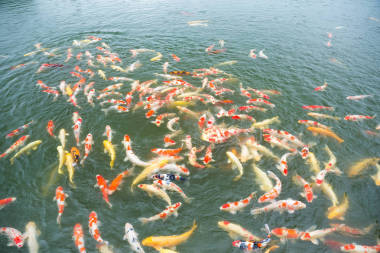 錦鯉魚在池塘里游泳圖片