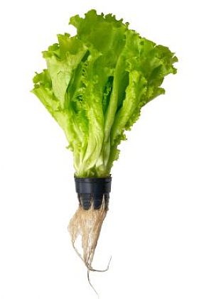在被隔绝的锅水培蔬菜色拉