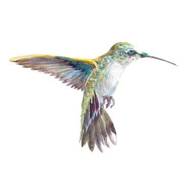 水彩的現(xiàn)實蜂鳥，蜂鳥熱帶鳥動物