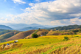 梯田的稻田图片