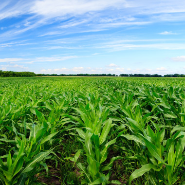 綠色玉米地