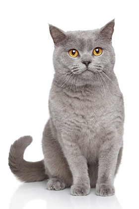 英国短毛猫肖像画